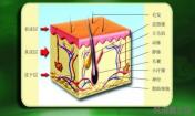 祛痘常識之皮膚基本結構
